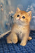 Sam | british shorthair kitten