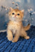 Sam | british shorthair kitten