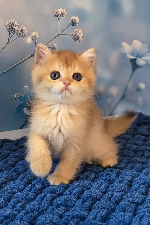 Sam | british shorthair kitten