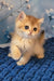 Sam | british shorthair kitten