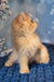 Sam | british shorthair kitten