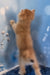 Sam | british shorthair kitten