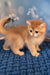 Sam | british shorthair kitten