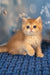 Sam | british shorthair kitten