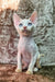 Blue-eyed Cornish Rex kitten named Sam in a cozy, playful pose