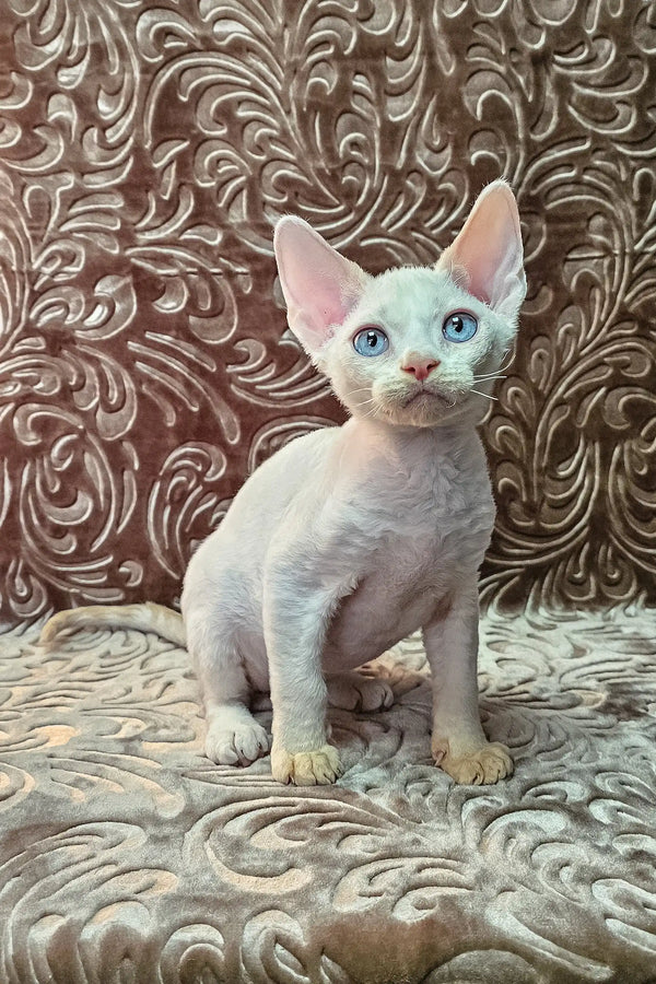 Cute blue-eyed white Devon Rex kitten named Sam ready for adoption