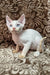 Cute White Devon Rex kitten named Sam looking playful and fluffy