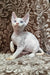 White Devon Rex kitten named Sam, showcasing its adorable features and playful nature