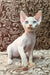 Adorable White Devon Rex kitten named Sam ready for cuddles and playtime fun