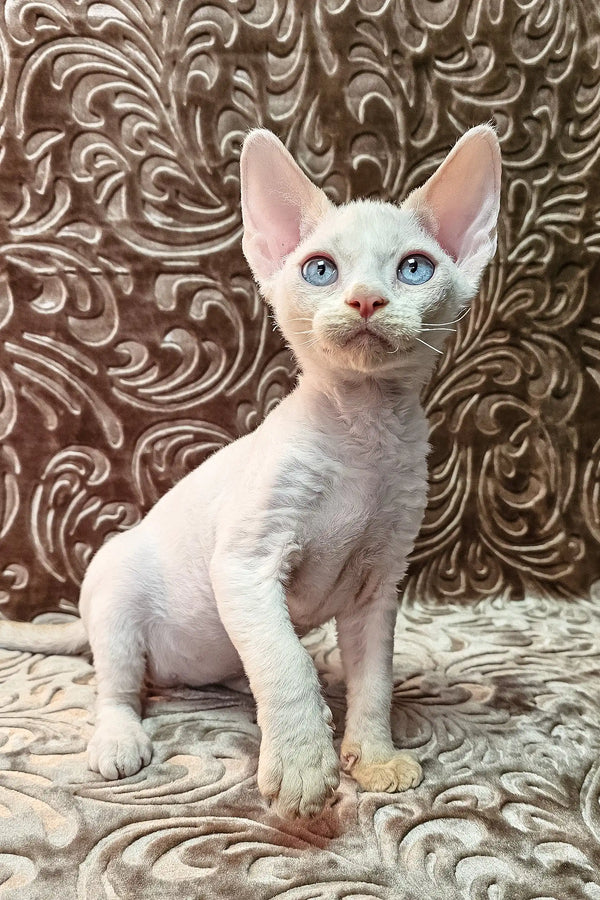 Adorable White Devon Rex kitten named Sam ready for cuddles and playtime fun