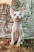 White Devon Rex kitten named Sam with stunning blue eyes looking adorable