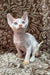 Adorable White Devon Rex Kitten named Sam cuddling and ready to play