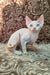 White Devon Rex kitten named Sam with striking blue eyes and fluffy fur