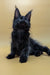 Black Maine Coon kitten Sam with fluffy fur and cute ear tufts