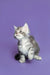 Gray and white fluffy Maine Coon kitten Sam sitting upright and looking adorable