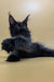 Adorable Black Maine Coon kitten named Sam with fluffy fur and cute ear tufts