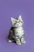 Gray and white tabby Maine Coon kitten sitting upright, super cute and playful