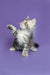 Gray and white Maine Coon kitten with paw raised, looking up adorably