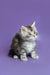 Fluffy gray and white Maine Coon kitten sitting upright, adorable and playful