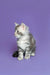 Fluffy gray and white Maine Coon kitten sitting cute and upright