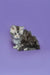 Fluffy gray and white Maine Coon kitten on a vibrant purple background