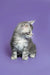 Gray and white tabby Maine Coon kitten sitting upright, adorable and playful