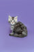 Fluffy gray and white Maine Coon kitten sitting pretty on a purple background