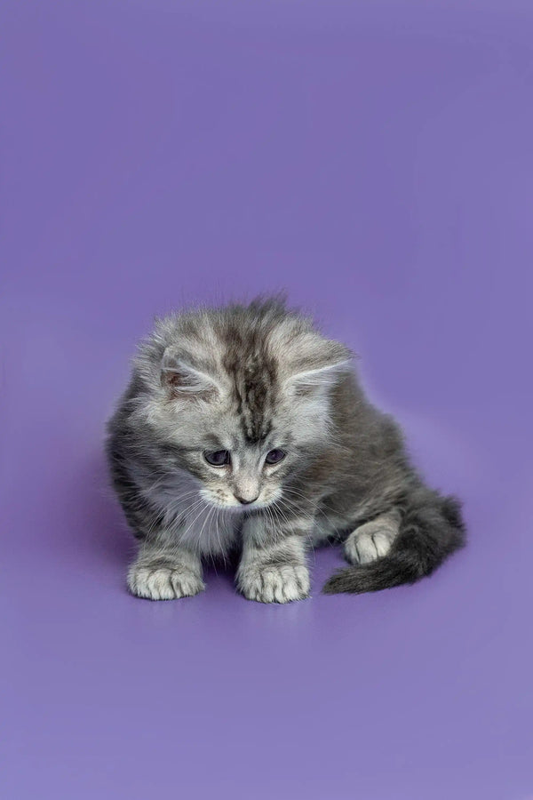 Gray and white tabby Maine Coon kitten sitting with paws tucked under its body