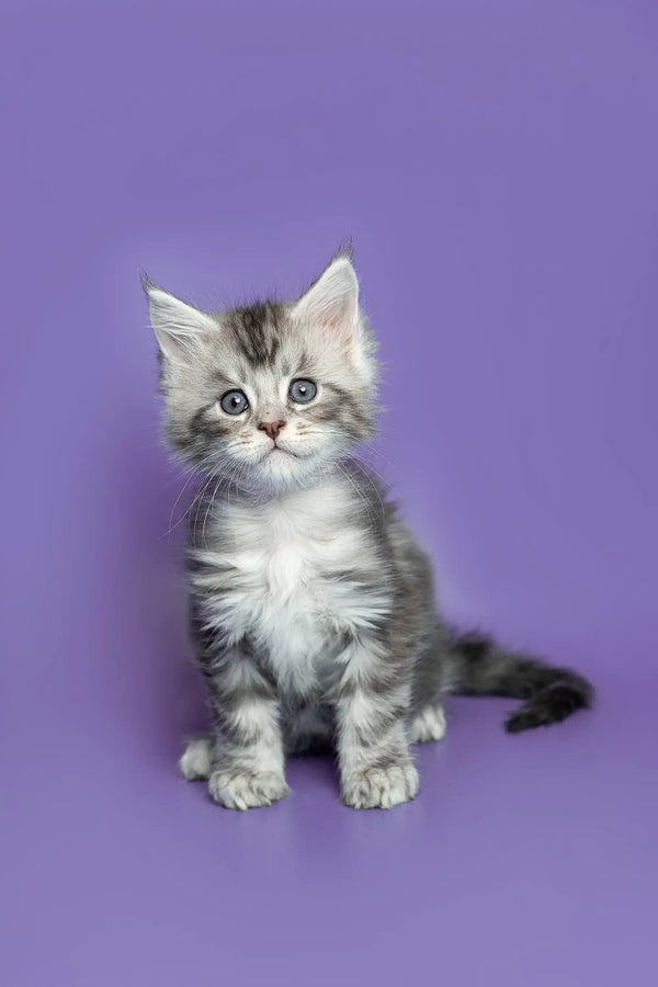 Adorable gray and white Maine Coon kitten sitting upright, showcasing its playful spirit