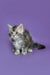 Fluffy gray and white Maine Coon kitten sitting adorably on a plain surface