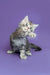 Fluffy gray and white Maine Coon kitten with one paw raised, super adorable!