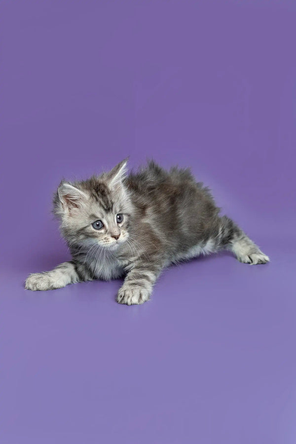 Playful Gray and White Maine Coon Kitten cuddling for the perfect cute shot