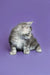 Fluffy gray Maine Coon kitten with an alert expression, perfect for your heart