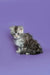 Fluffy gray and white tabby Maine Coon kitten sitting cutely on a plain surface