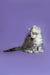 Gray and white Maine Coon kitten with curled tail, sitting cute as can be