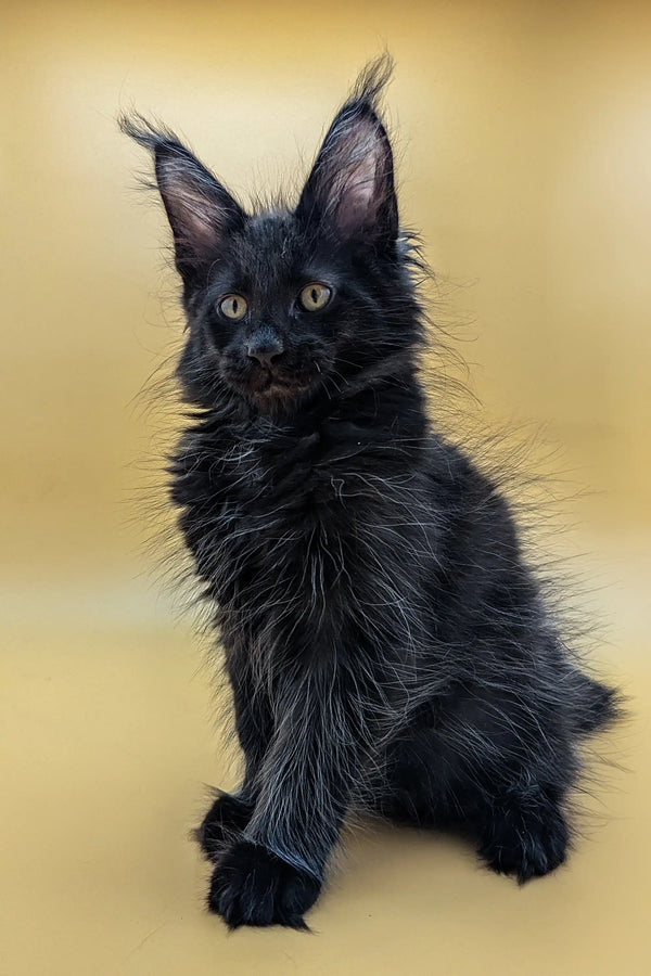 Adorable Black Maine Coon kitten named Sam with tufted ears and fluffy fur