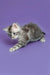 Gray and white tabby Maine Coon kitten playing in a cute crouching pose