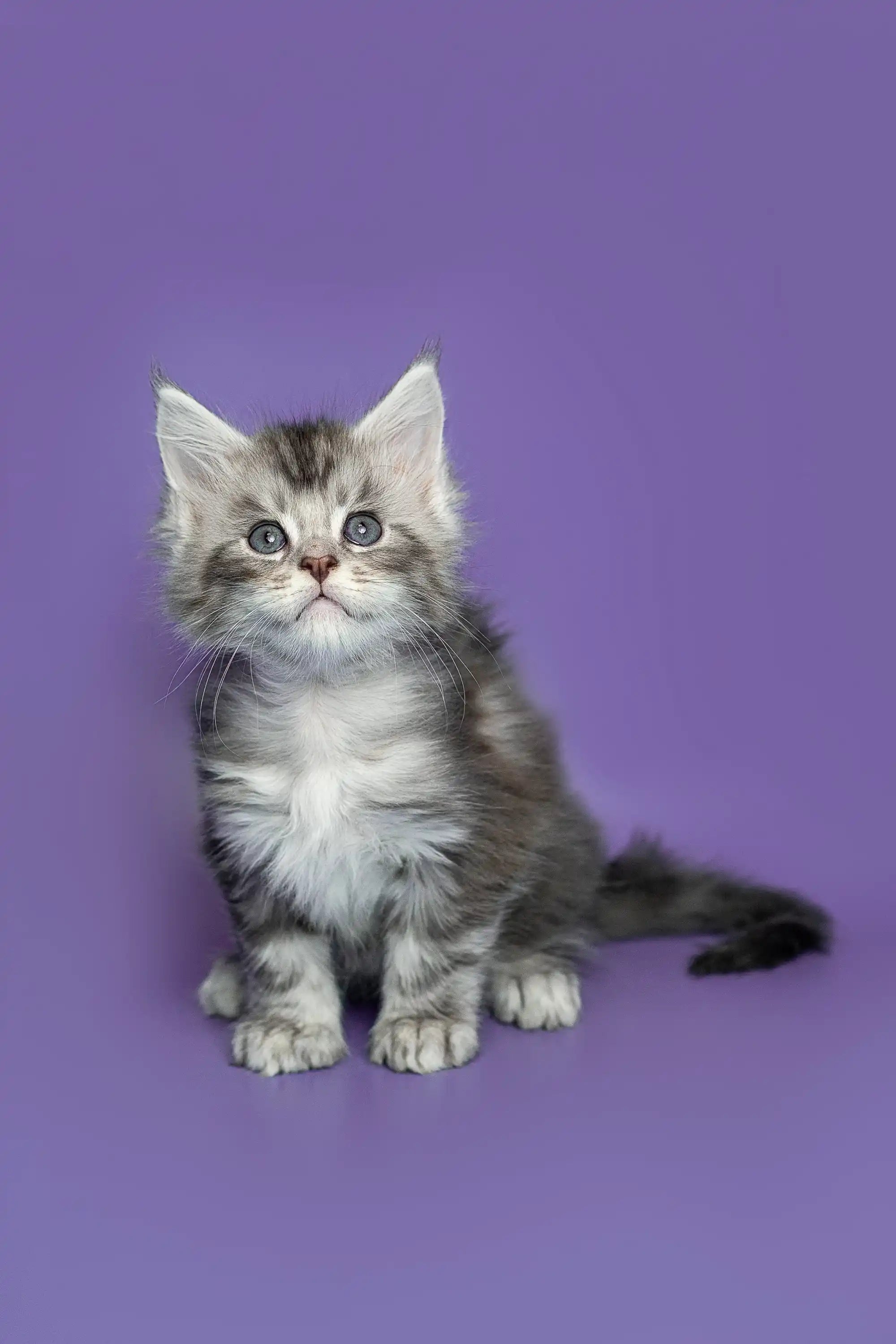 Maine Coon Kittens for Sale Sam | Kitten