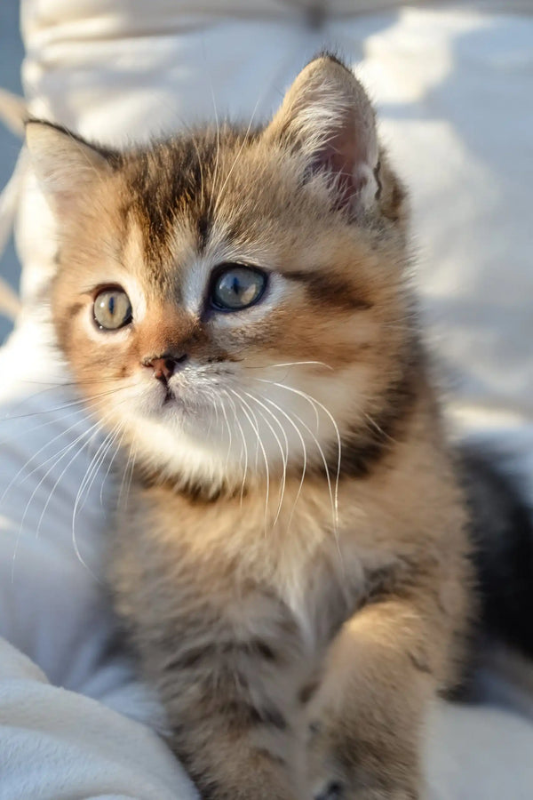 Sam | scottish straight kitten