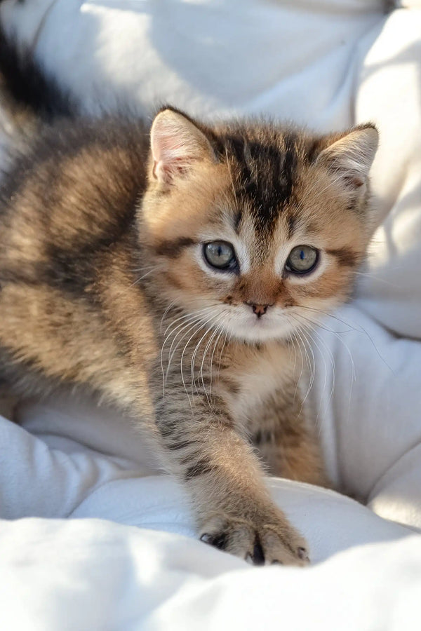Sam | scottish straight kitten