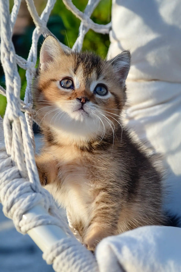 Sam | scottish straight kitten