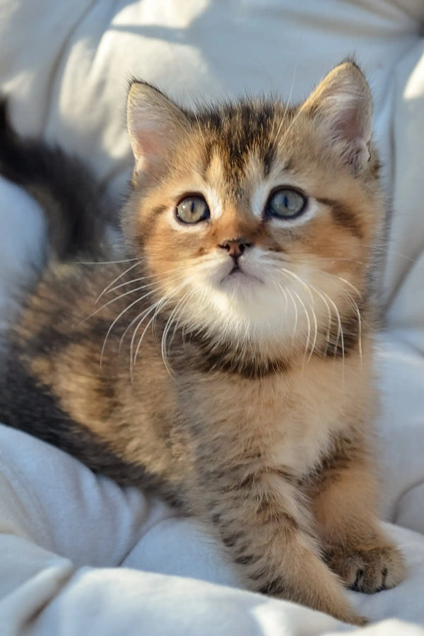 Sam | scottish straight kitten