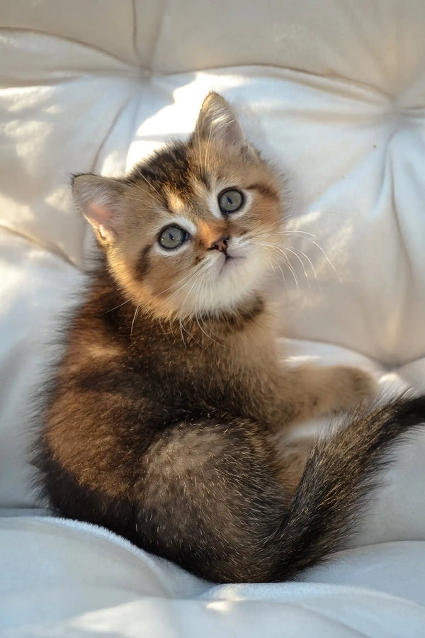 Sam | scottish straight kitten