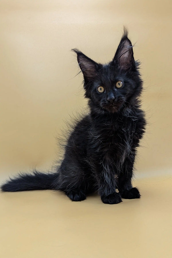 Adorable black Maine Coon kitten Saman with fluffy fur and alert ears