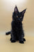 Black Saman Maine Coon kitten with big ears and bright eyes sitting upright