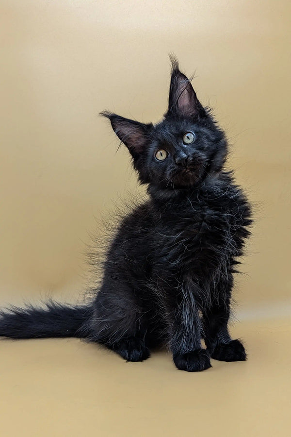 Black Maine Coon kitten Saman with bright yellow eyes and cute pointed ears