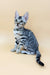 Samantha | bengal kitten