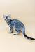 Samantha | bengal kitten