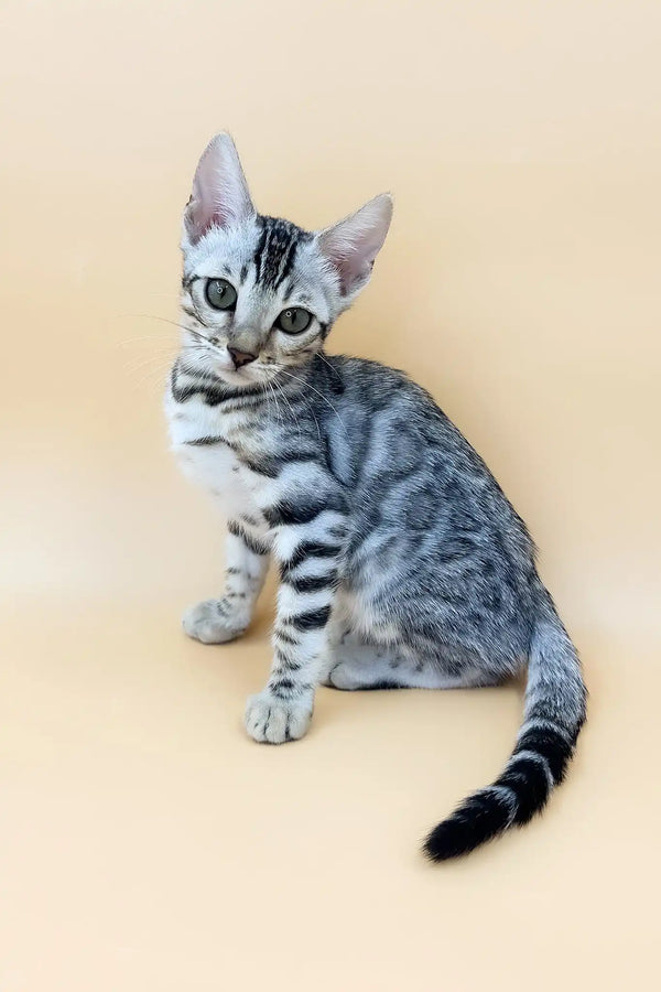 Samantha | bengal kitten