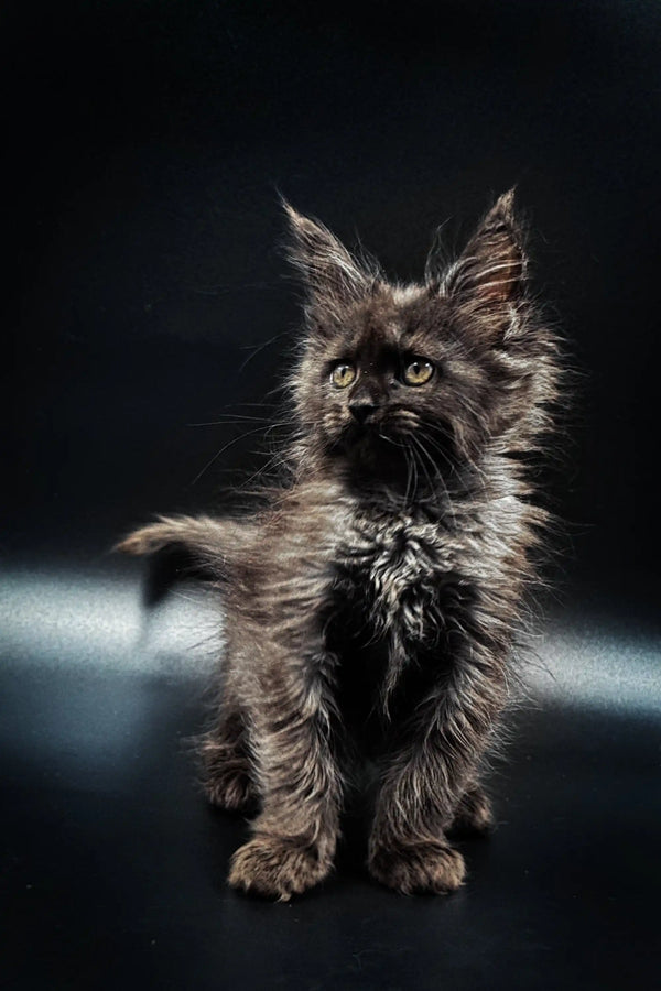 Fluffy dark-furred Maine Coon kitten with alert eyes, perfect for any pet lover